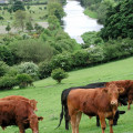 River Dee with Cows in Corwen